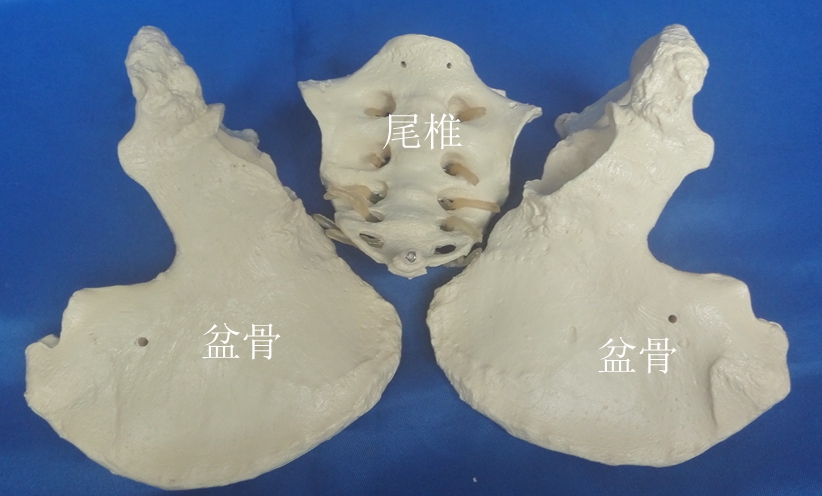 男性1:1盆骨骨骼模型人体骨架骶骨教学医用讲解 - 图2