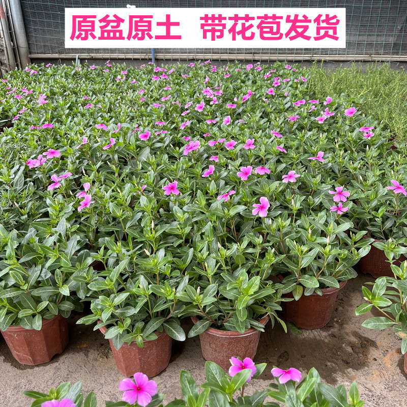 长春花盆栽日日春花苗带花苞室内阳台客厅四季开花观花多年生植物 - 图1