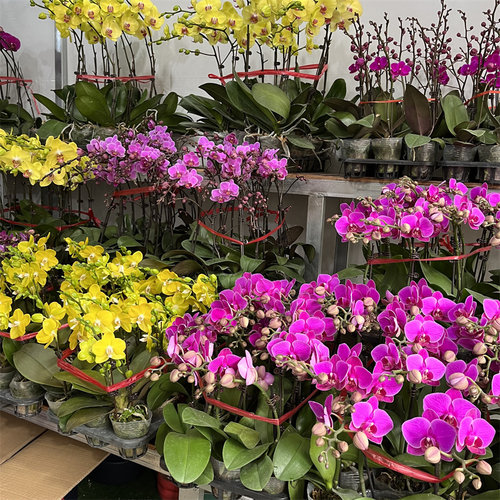 蝴蝶兰花盆栽石斛兰带花苞花剑办公桌面客厅文心兰梦香绿植物花卉 - 图0