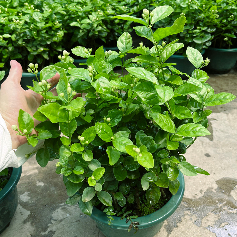 茉莉花盆栽重瓣大盆白色芳香花苗花卉阳台室内净化空气庭院绿植 - 图1