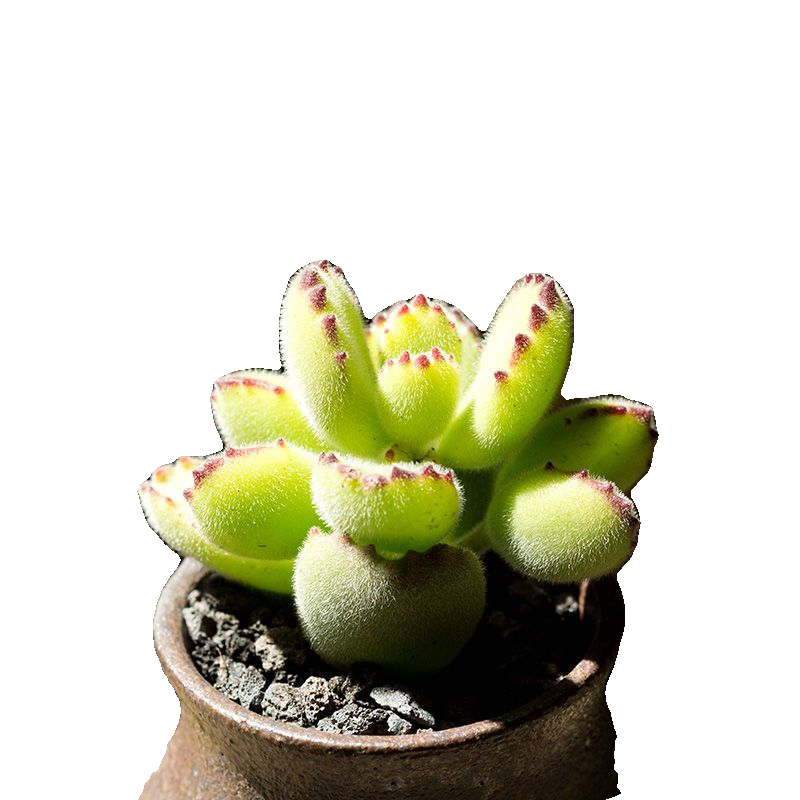 熊童子多肉植物绿熊熊掌易爆盆群生多头超萌肉肉创意盆栽花卉绿植 - 图3