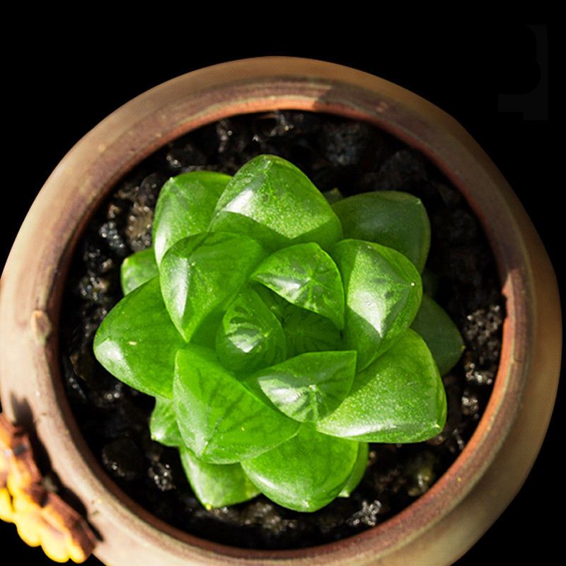 水晶玉露草玉露多肉植物十二卷属玉露寿新手组合套装花卉绿植盆栽