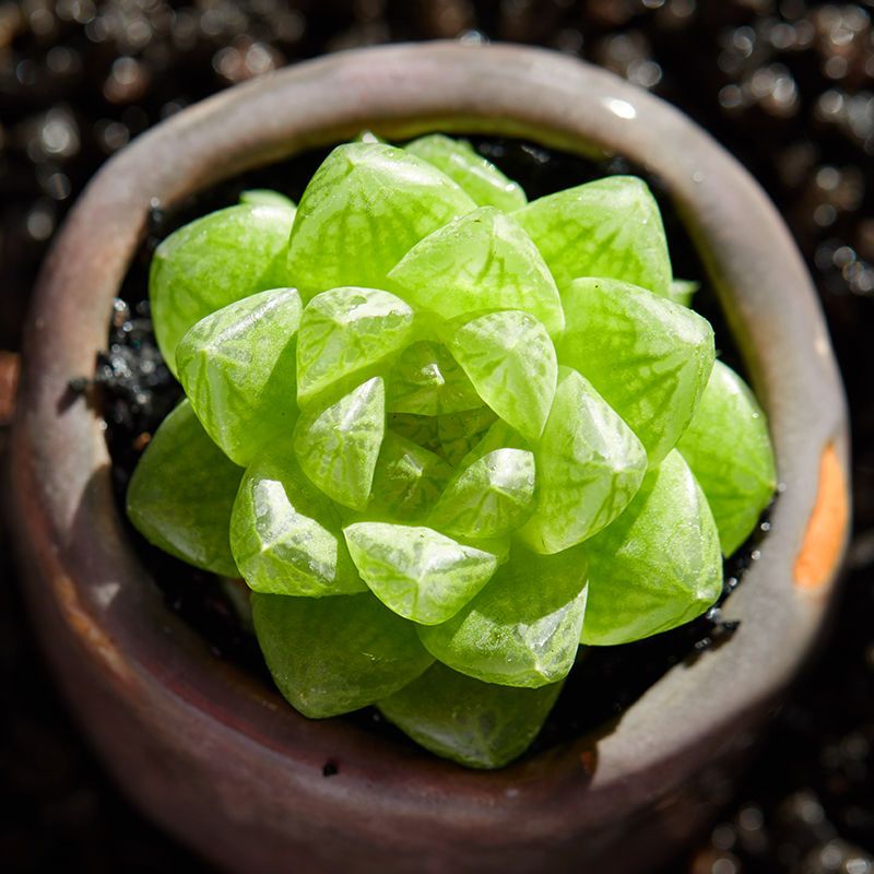 水晶玉露草玉露多肉植物十二卷属玉露寿新手组合套装花卉绿植盆栽