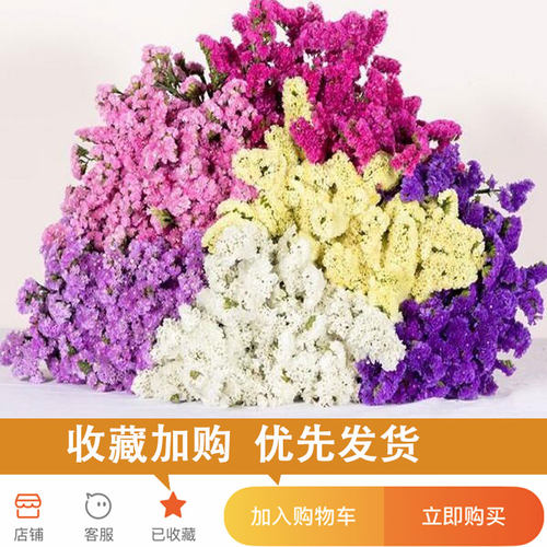 云南天然勿忘我干花花束客厅摆设满天星真花装饰摆件小大束论斤卖 - 图0