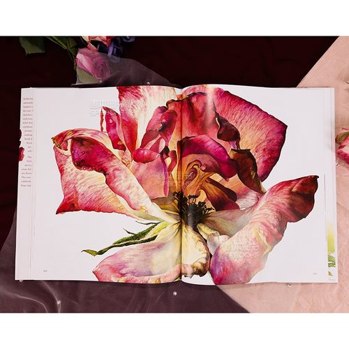 罗西·桑德斯的玫瑰 Rosie Sanders'Roses植物学艺术插画画册画集水彩花卉图案集英文原装进口艺术美术生临摹可单拍善本图书-图3