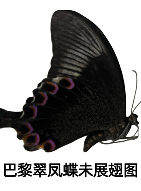 巴黎翠凤蝶原蝶未展翅硫酸纸包装
