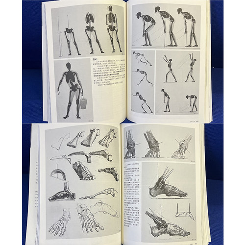 全套4册解构人体-艺术人体解剖+艺用阿尔比努斯解剖图谱+伯里曼人体结构绘画教学素描教程艺用人体结构教学中央美术学院教材书籍-图3