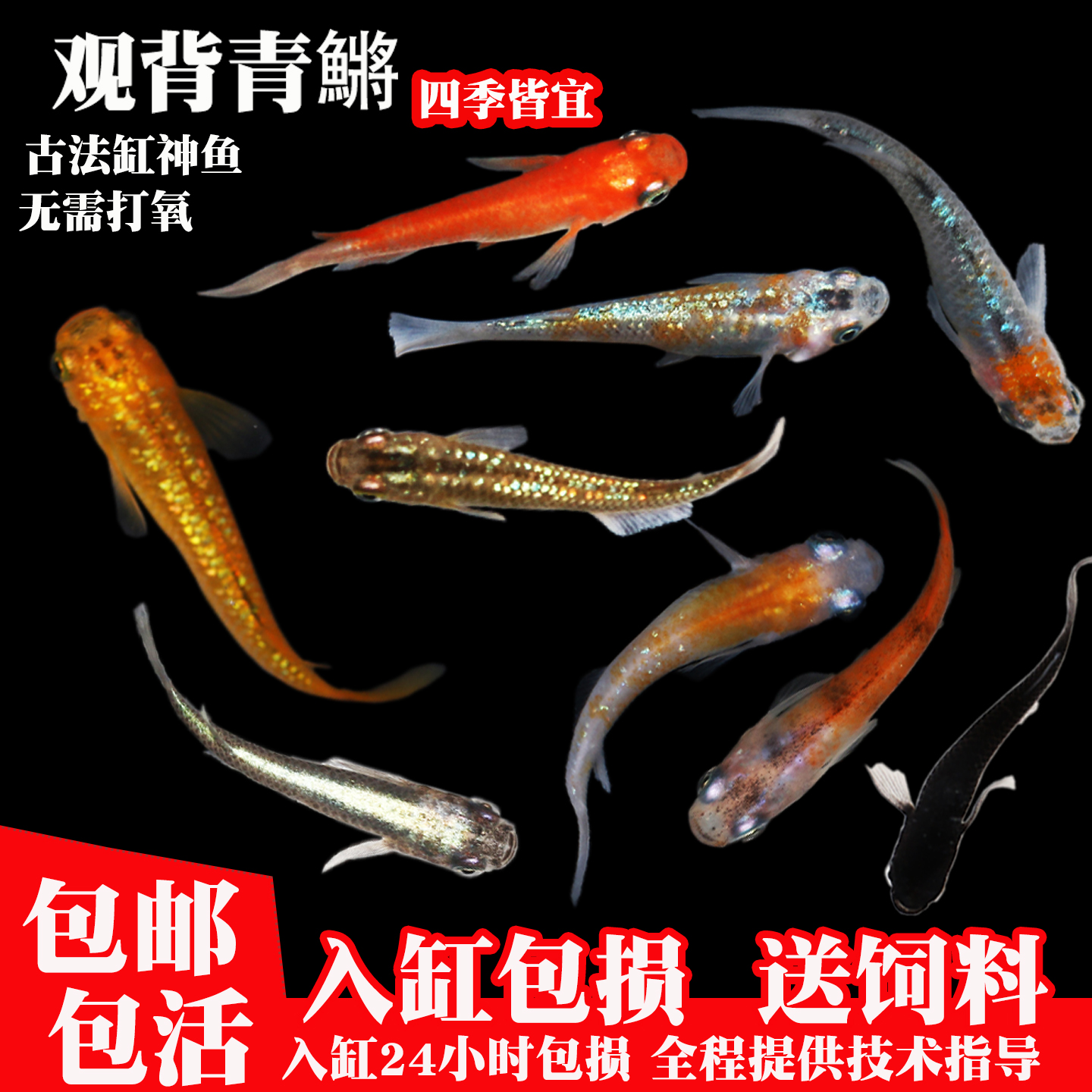 商品详情图片