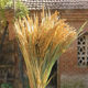 Dried rice ears, wheat ears, crop decoration pendants, harvest harvest