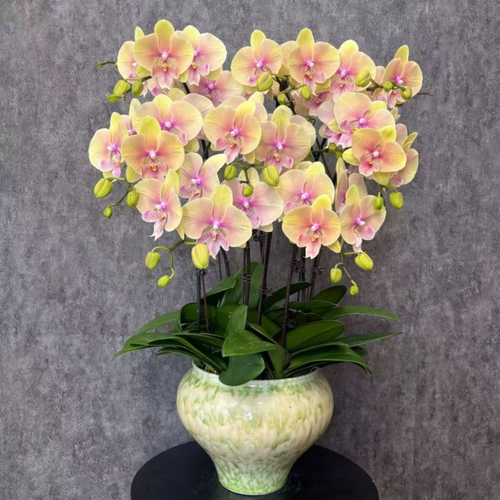 蝴蝶兰花苗带花剑带花苞盆栽兰花大苗客厅吸色阳台花卉全年好养活 - 图3