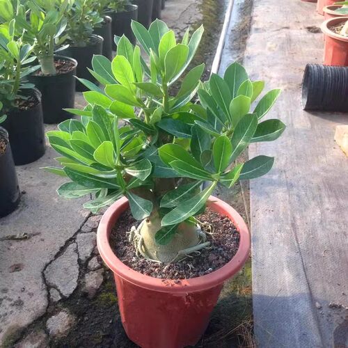 沙漠玫瑰盆栽重瓣四季花老桩大苗庭院阳台耐旱植物易养活当年开花 - 图1