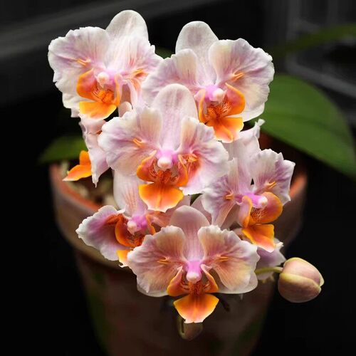 蝴蝶兰花苗带花剑带花苞盆栽兰花大苗客厅吸色阳台花卉全年好养活 - 图1