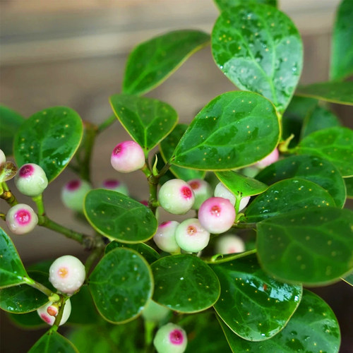 小盼菩提室内绿植花卉菩提树中式禅意桌面摆件饰物好养绿植盆景 - 图3