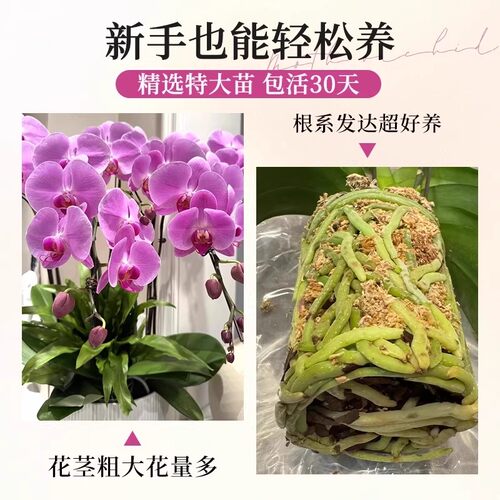 蝴蝶兰花苗带花剑带花苞盆栽兰花大苗客厅吸色阳台花卉全年好养活 - 图2