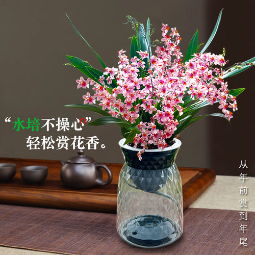 梦香文心兰夏带花盆栽香水兰花苗绿植阳台四季好养浓香型花卉盆栽 - 图2