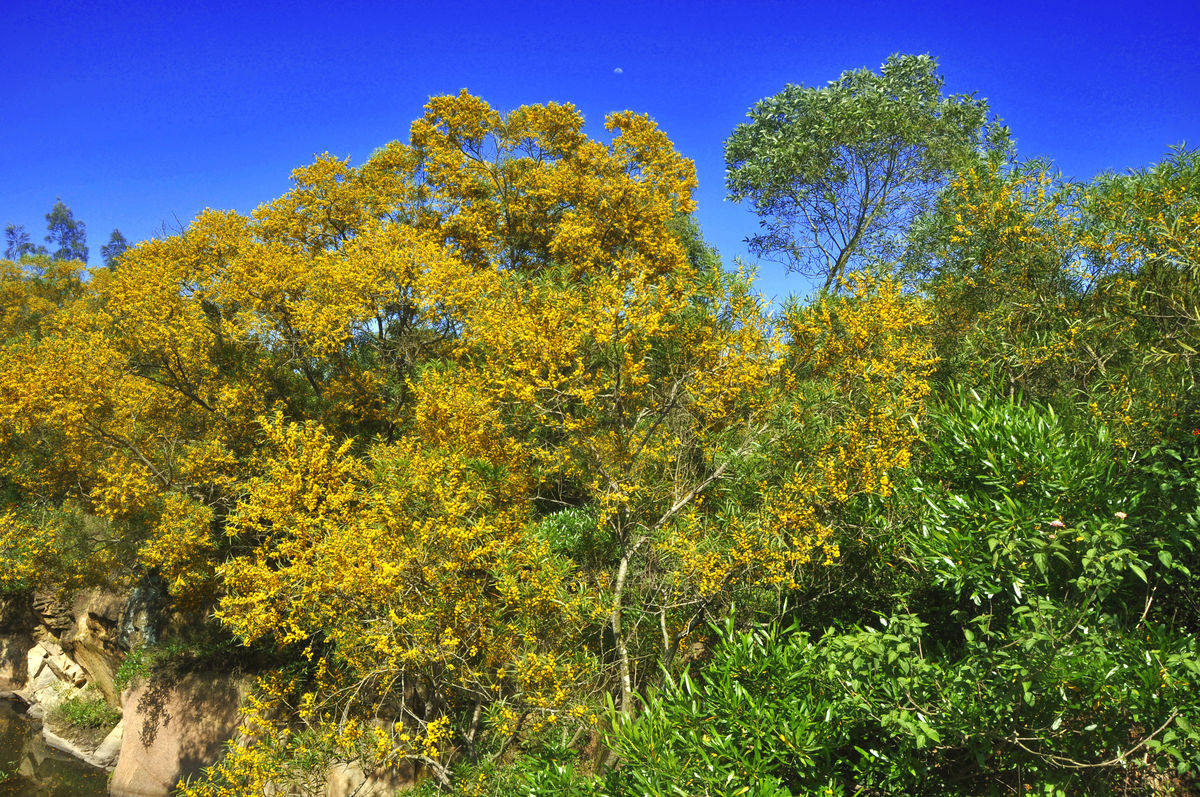 台湾想思树种子台湾柳相思树洋桂花园林