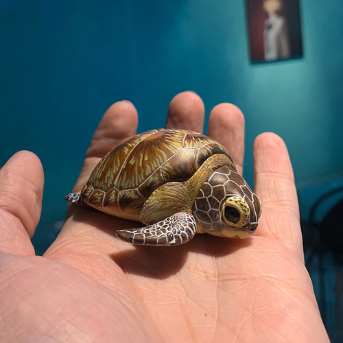 正版动物星球心宽体胖系列第四弹海洋篇盲盒乌龟鱼手办摆件周边 - 图2