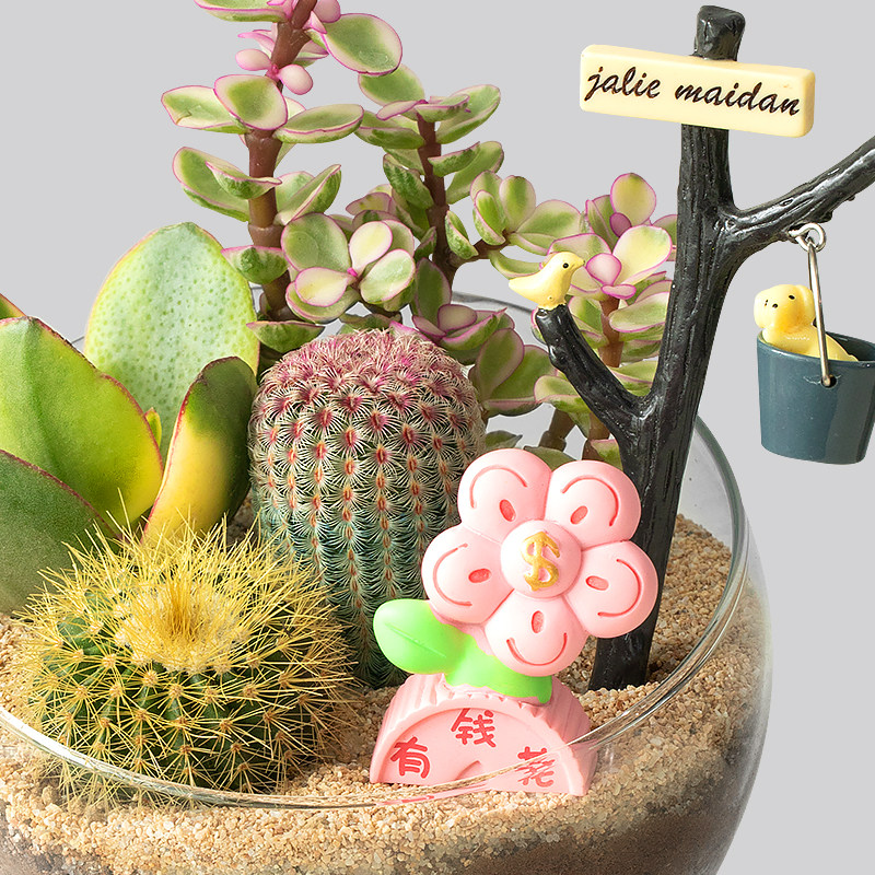 多肉植物室内盆栽仙人球仙人掌办公室桌面创意趣味绿植花卉好养活,淘宝优惠券,粉丝福利购,淘宝优惠卷