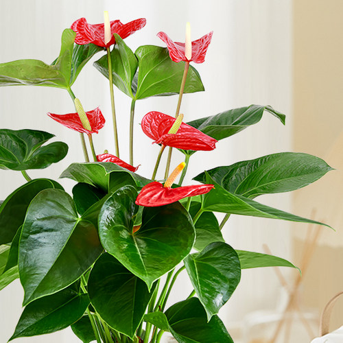 红掌盆栽鸿运当头花卉植物室内好养水培绿植发财树办公室桌面盆景 - 图1