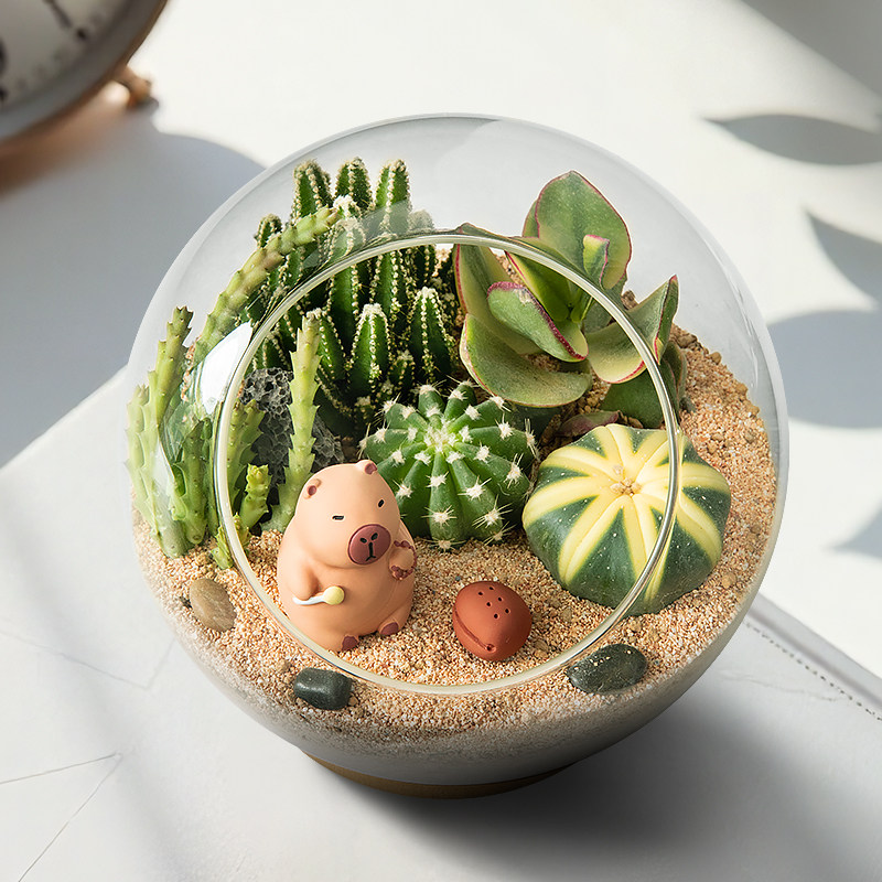 多肉植物室内盆栽仙人球仙人掌办公室桌面创意趣味绿植花卉好养活,淘宝优惠券,粉丝福利购,淘宝优惠卷