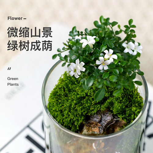达摩九里香盆景办公室桌面微景观苔藓盆栽花卉穴盘苗水培四季好养 - 图0