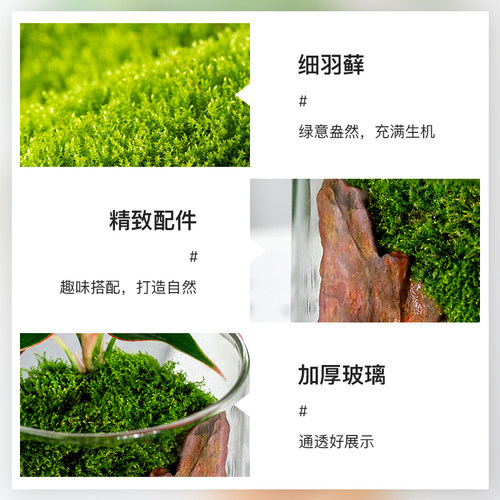 达摩九里香盆景办公室桌面微景观苔藓盆栽花卉穴盘苗水培四季好养 - 图2