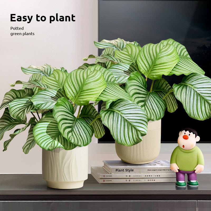 青苹果竹芋盆景北欧风绿植四季常青室内客厅卧室好养绿植盆栽喜阴,淘宝优惠券,粉丝福利购,淘宝优惠卷
