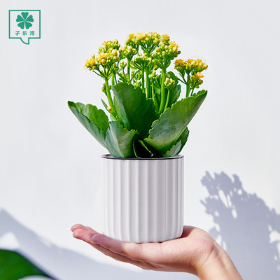 长寿花盆栽重瓣花观花植物室内绿植好养四季开花的花带花苞长寿花 虎窝淘