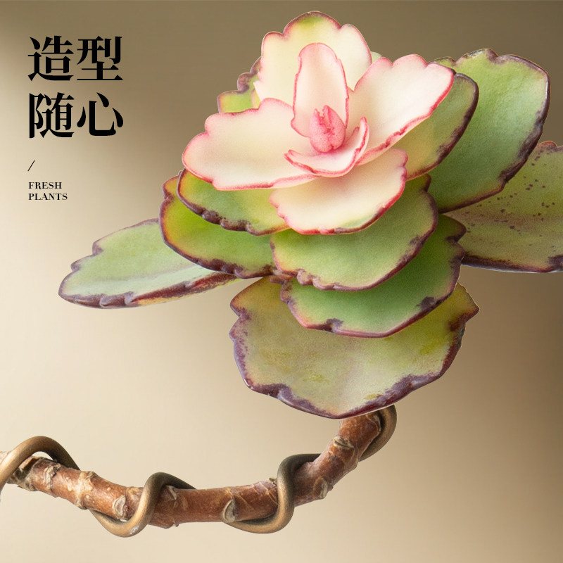 造型锦绣牡丹多肉植物盆栽绿植办公室桌面室内书房中式风好养植物,淘宝优惠券,粉丝福利购,淘宝优惠卷