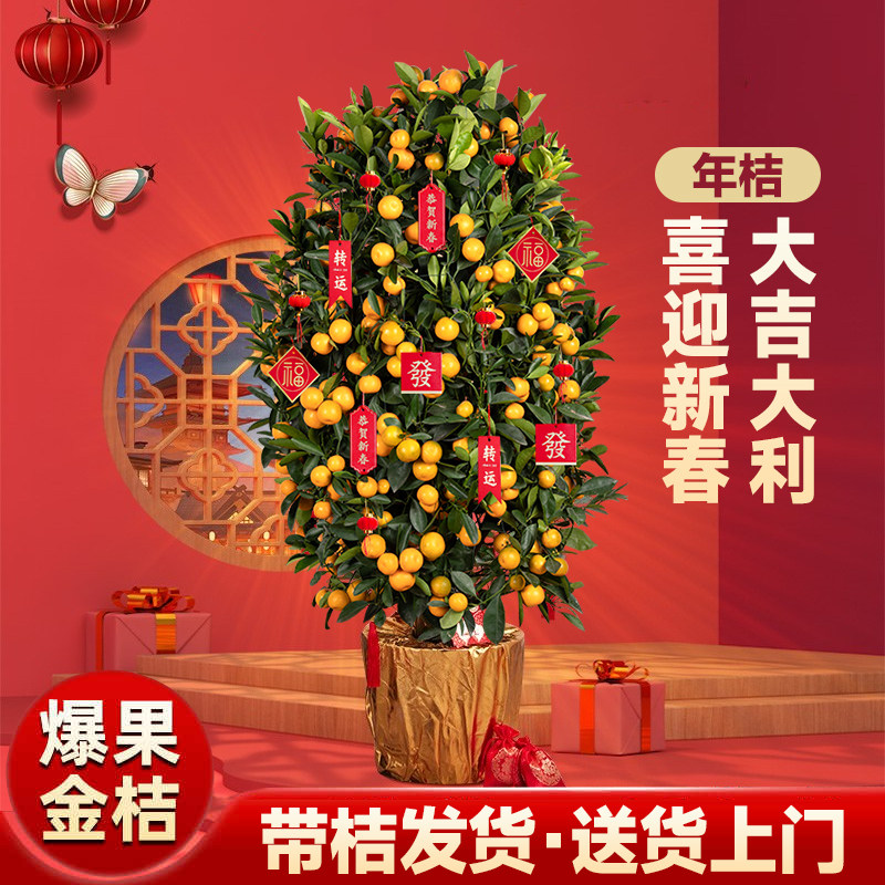 金桔树盆栽带果客厅年桔可食用橘子树苗室内旺宅年宵花卉大型绿植,淘宝优惠券,粉丝福利购,淘宝优惠卷