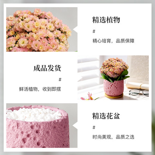 彩虹糖长寿花盆栽重瓣大花带花苞名贵植物室内桌面新手好养活四季 - 图2