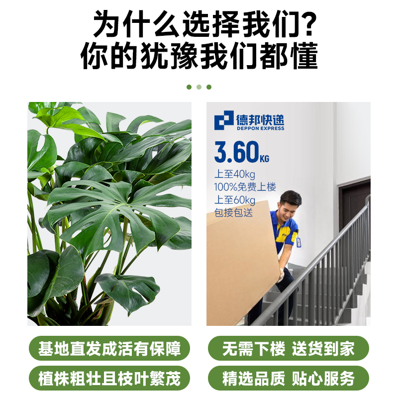 老桩龟背竹观叶植物办公室内客厅大盆栽绿植物盆景净化空气吸甲醛-图1