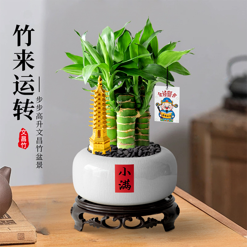 文昌竹4支金榜题名桌面富贵竹盆栽水培文昌竹办公室植物书桌绿植 - 图3