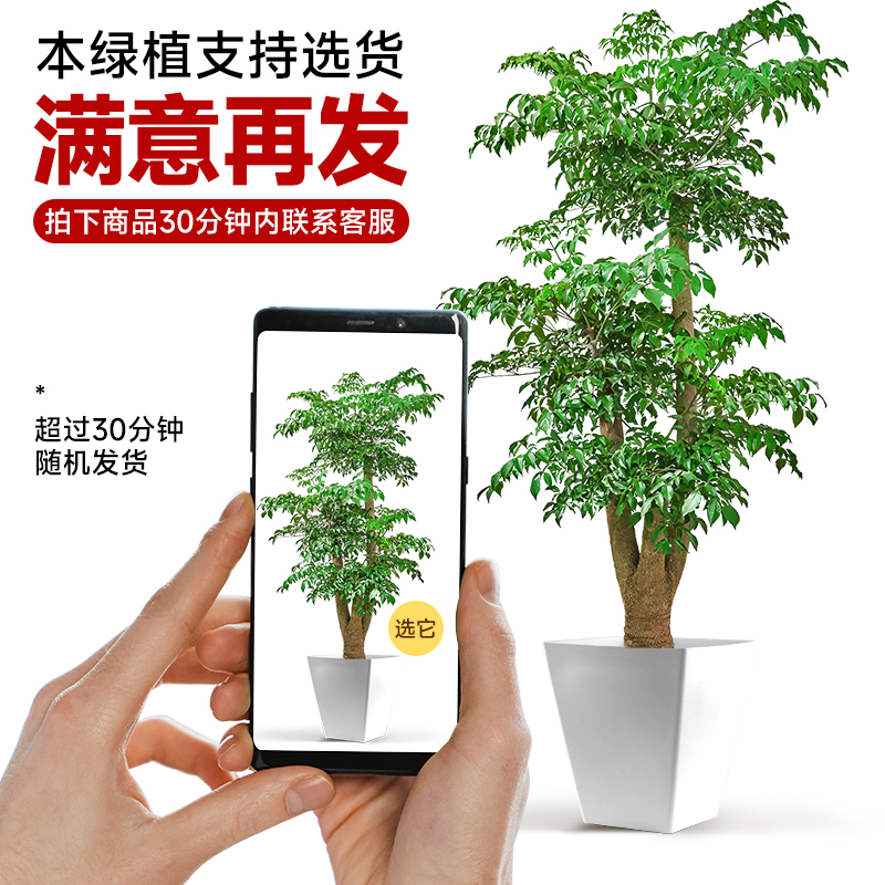 老桩幸福树客厅绿植室内大型绿植落地真花幌伞枫大号植物盆景开业 - 图3