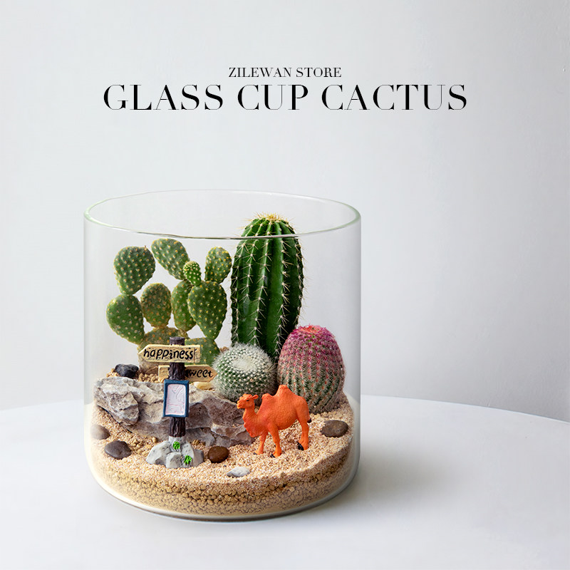 仙人掌微景观盆栽沙漠山丘趣味摆件植物盆景送礼多肉花卉桌面绿植,淘宝优惠券,粉丝福利购,淘宝优惠卷