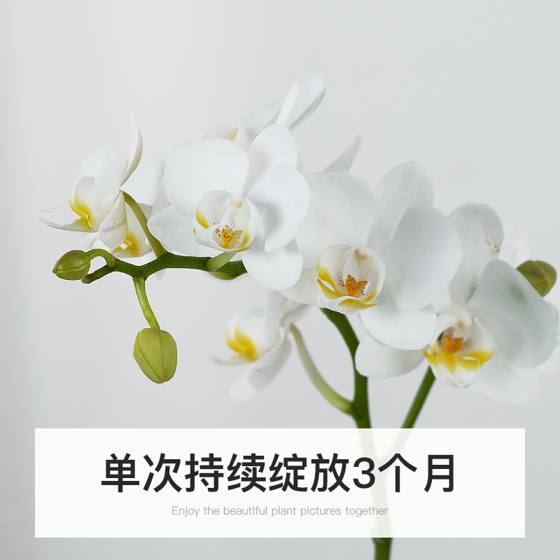 白色蝴蝶兰年宵花苗带花苞带花盆栽兰花客厅室内植物四季开花真花 - 图1