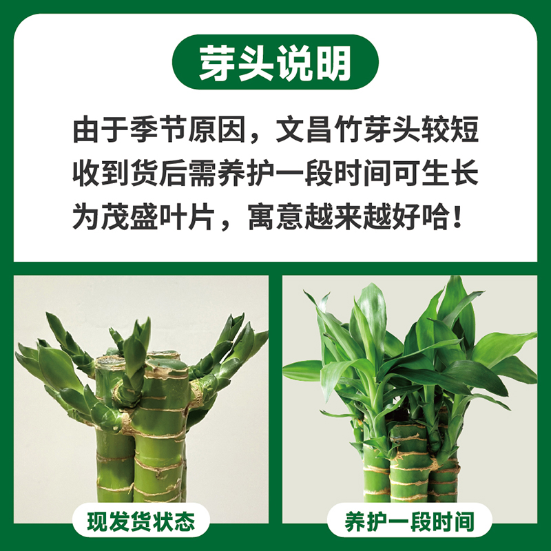 文昌竹4支金榜题名桌面富贵竹盆栽水培文昌竹办公室植物书桌绿植 - 图2