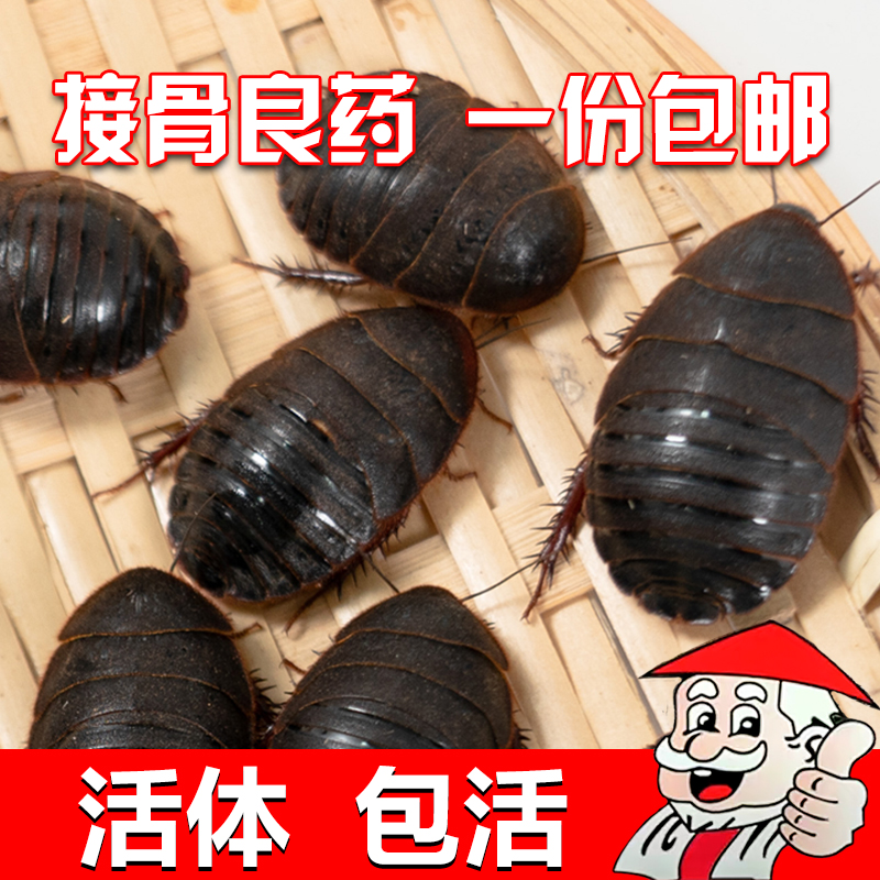 【24小时内发货】活体土元虫活土鳖虫中药材土元土鳖子地鳖虫250g-图2