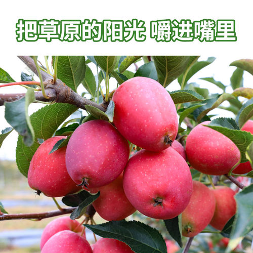 配料简单内蒙通辽奈曼草原达尔沁沙果干 鸡心果干酸甜味 - 图0