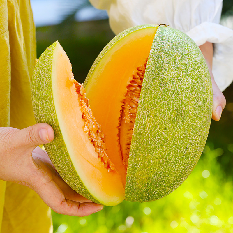 新疆哈密瓜新鲜水果甜瓜整箱吐鲁番西州蜜10斤应当季现摘全国包邮,淘宝优惠券,粉丝福利购,淘宝优惠卷
