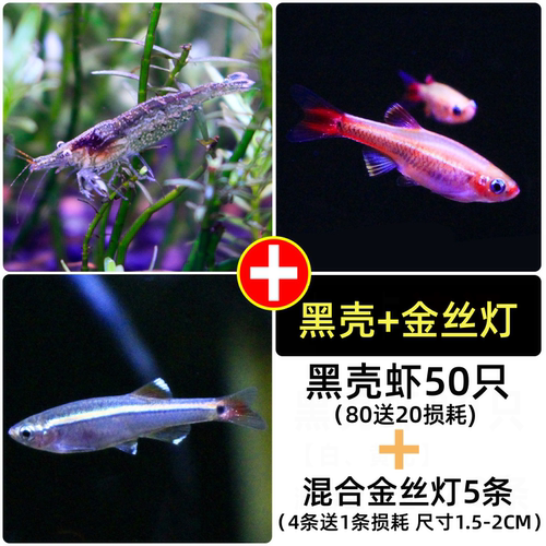 白云金丝灯鱼黄化瑰丽红大帆金丝冷水活体小型观赏不加热耐活低温 - 图2