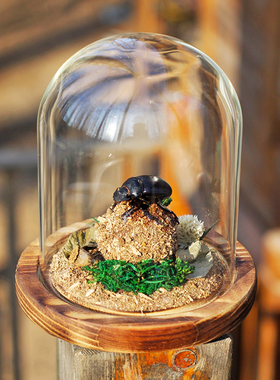 桌面甲虫蜣螂玻璃罩标本摆件