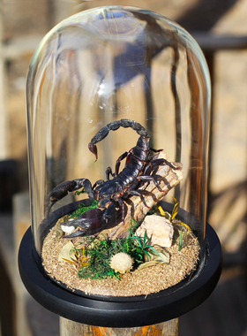 生态雨林蝎玻璃罩标本摆件礼物