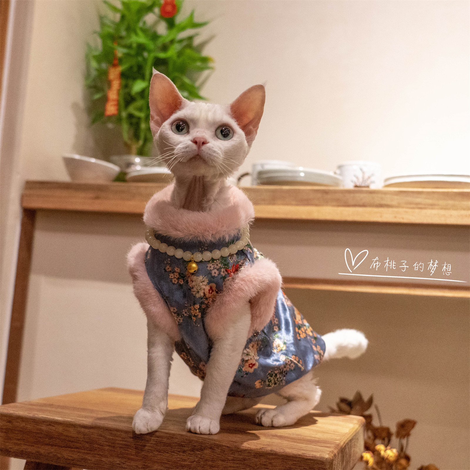 GINGERAIN 猫衣服金丝绒旗袍防舔抗起球新年加绒气质马甲无毛德文,淘宝优惠券,粉丝福利购,淘宝优惠卷