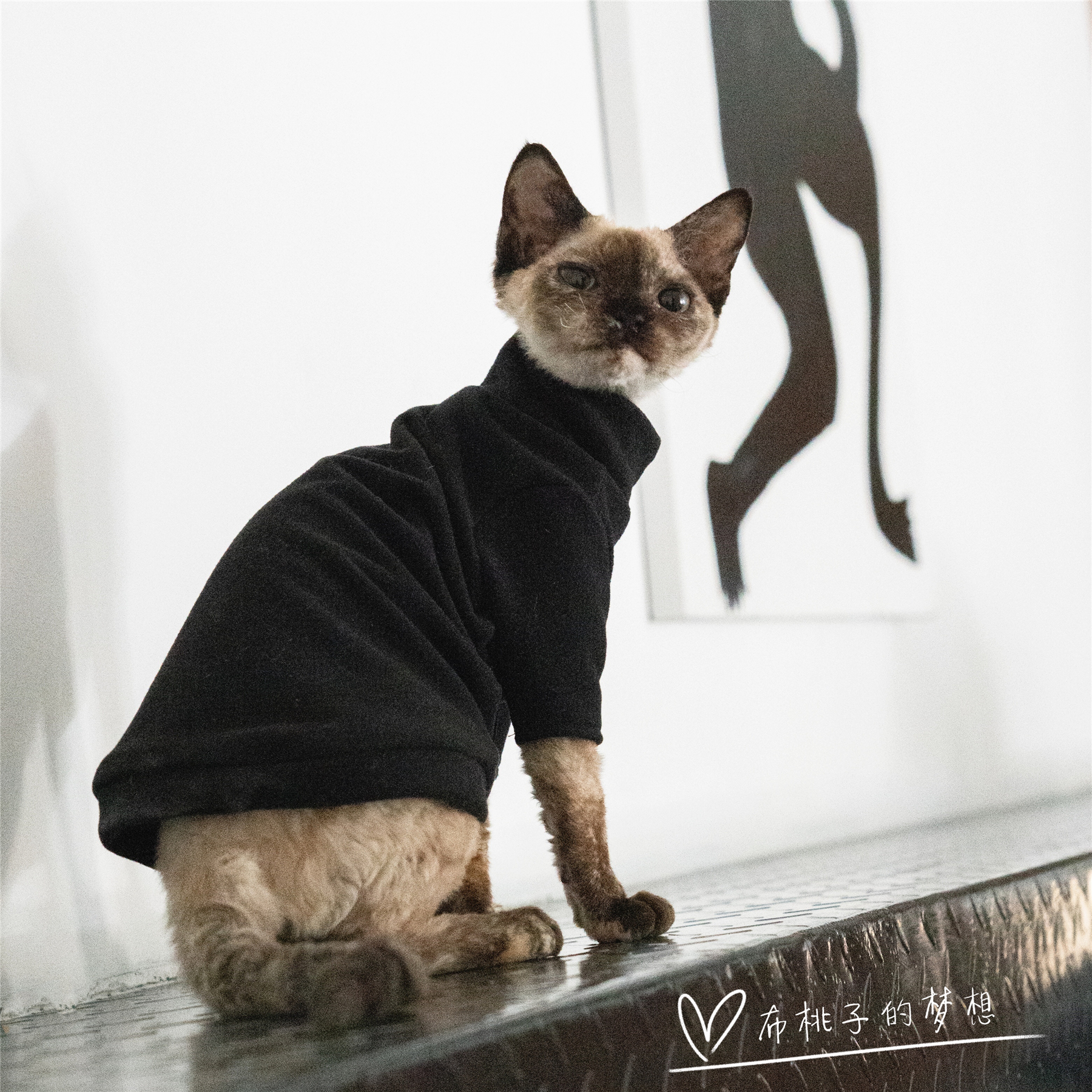 GINGERAIN 无毛猫衣服德文猫衣服阳离子自发热耐脏好洗不变形内搭 - 图0