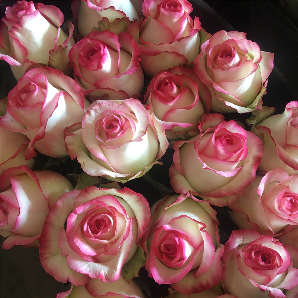 白色玫瑰鲜花云南昆明基地直发同城速递情人节520礼物花保养插花