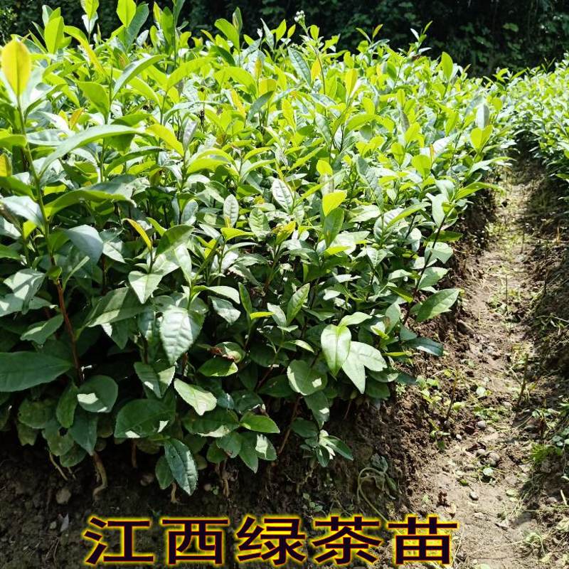 江西遂川苗妹家绿茶树苗茶叶苗苗粗壮根系发茶树苗当年可采摘 - 图0