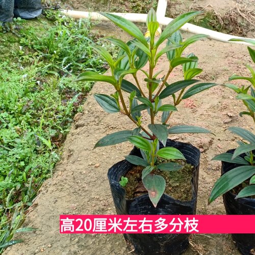 巴西野牡丹花苗四季好养紫牡丹苗庭院阳台盆栽植物花期长耐寒耐热 - 图1