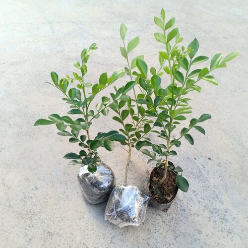 九里香盆栽苗浓香四季花卉室内外庭院阳台驱蚊植物花园绿化树苗 - 图0