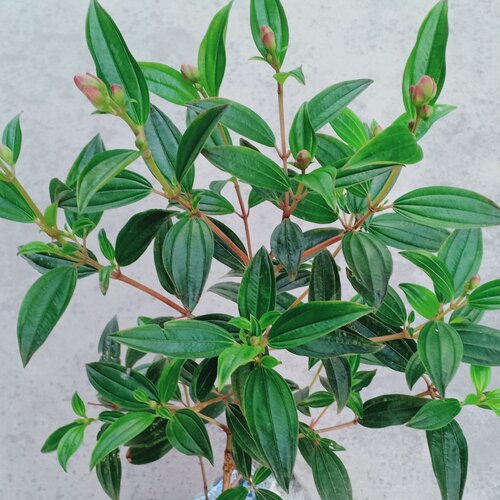 巴西野牡丹花苗四季好养紫牡丹苗庭院阳台盆栽植物花期长耐寒耐热 - 图0